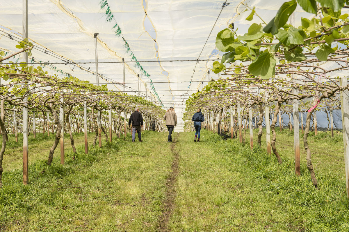 A guided walk between the kiwifruit vines under the orchard netting