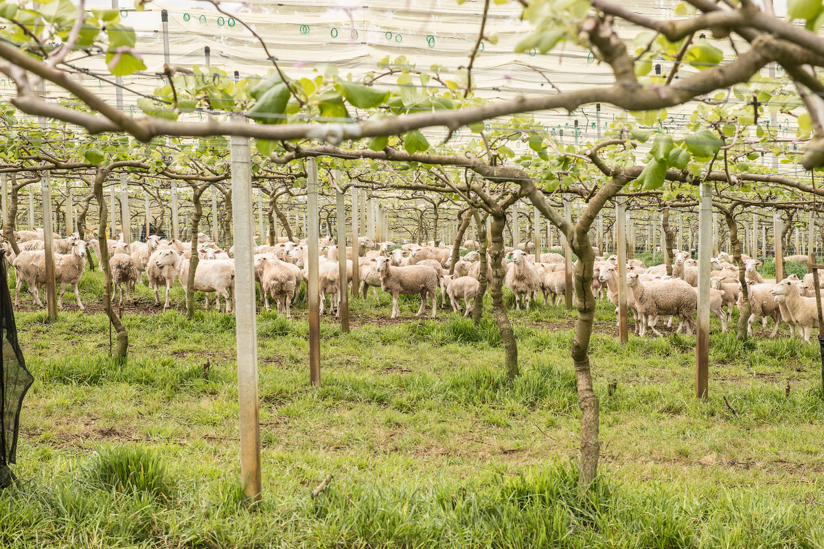Sheep grazing beneath the kiwifruit vines