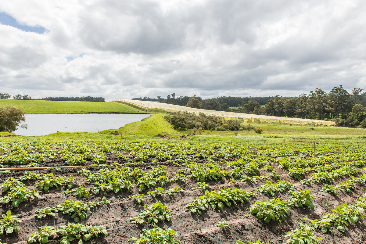Potato rows with the lake and the kiwifruit netting behind