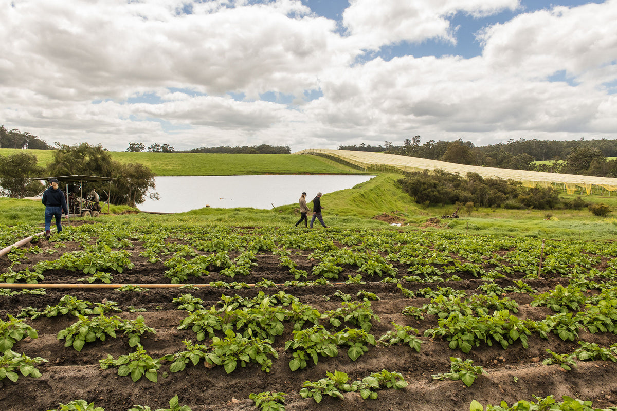 Rows of potato plants running down to the lake