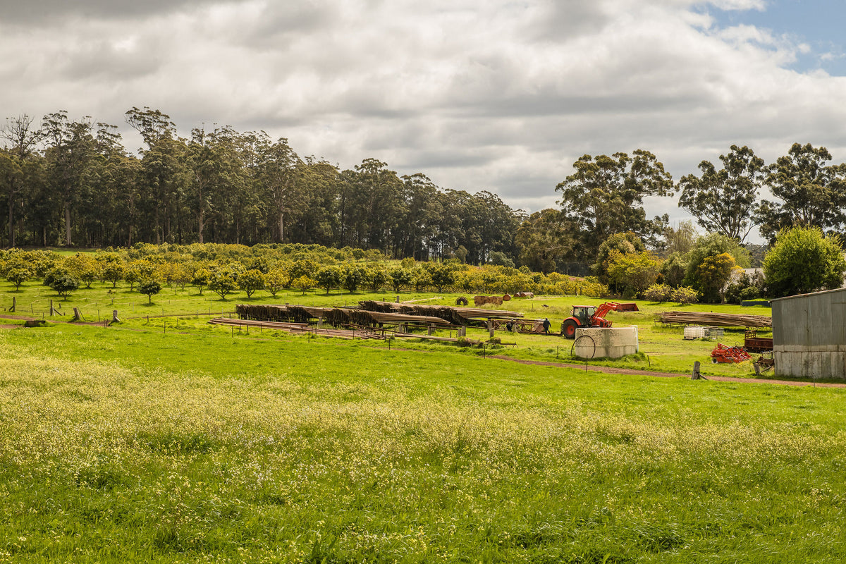 Green paddocks and farm sheds framed by tall gums