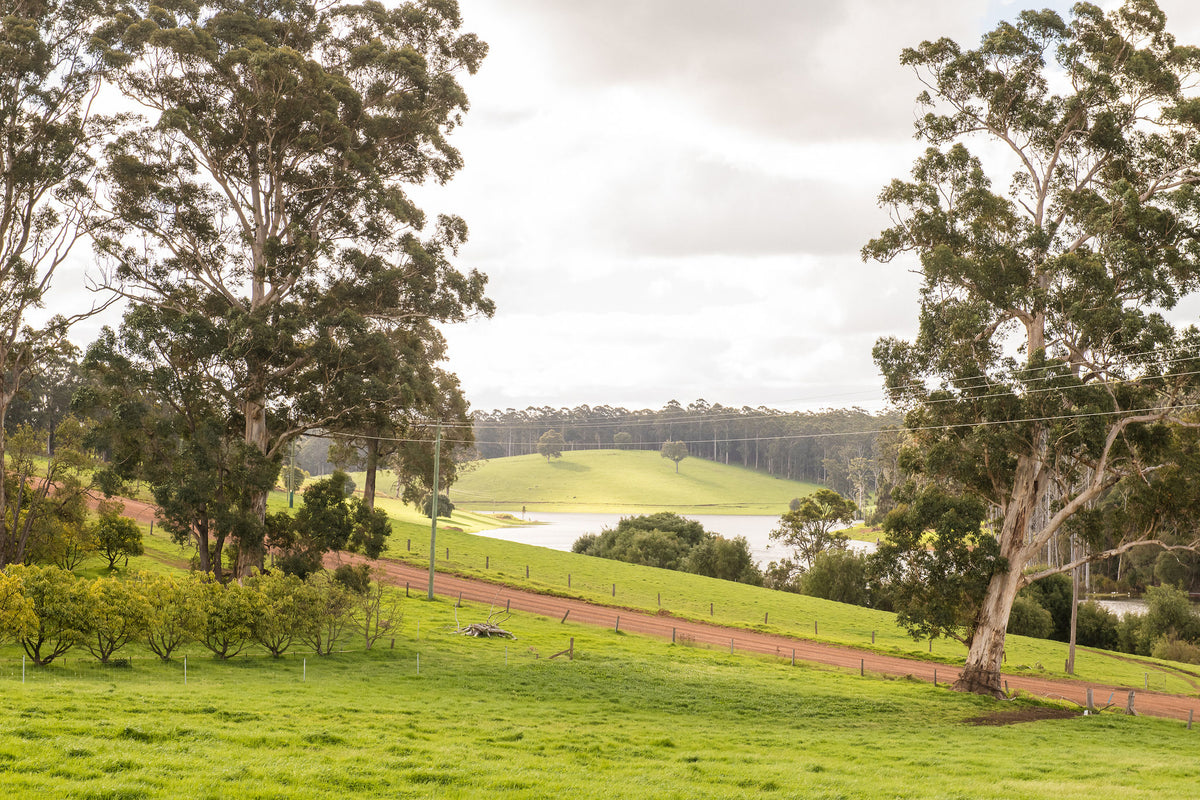 Lake Janis seen through the gum trees from the farmhouse lawn