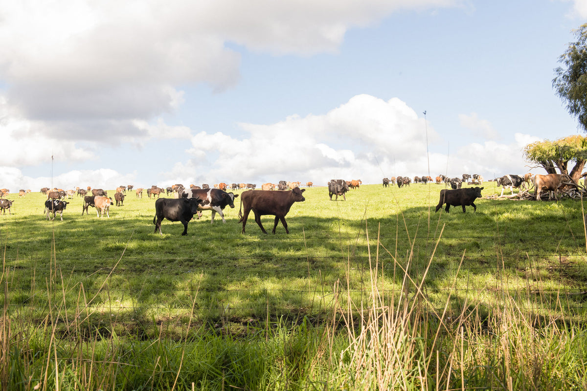 Cattle grazing in an open paddock under a big sky