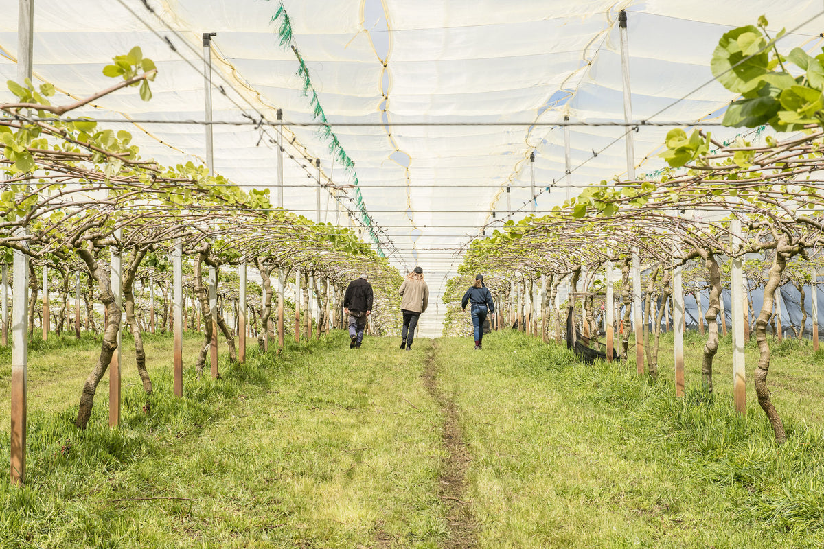 Guests walk between the kiwifruit vines under the orchard netting
