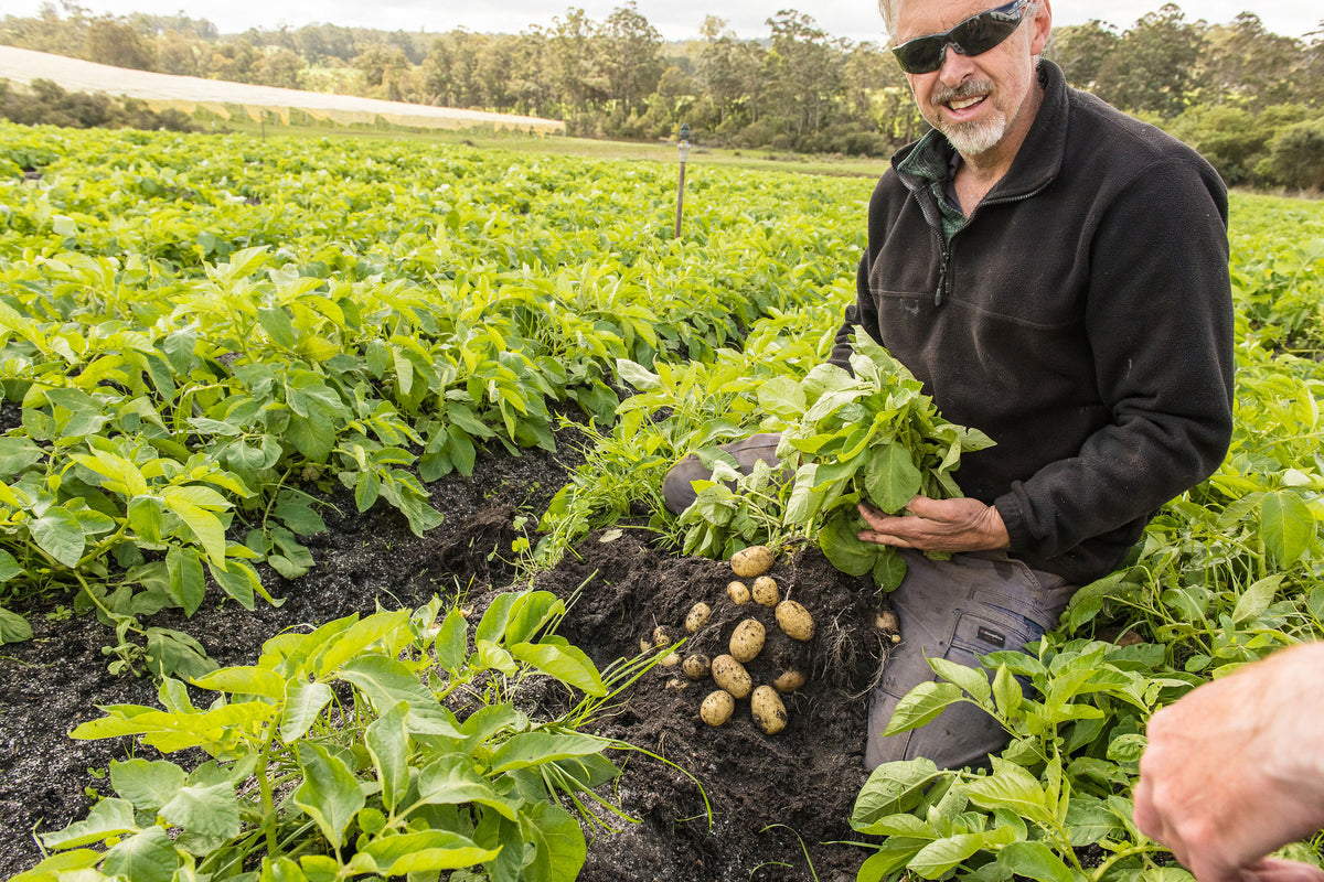 A farmer kneels in the potato rows holding freshly dug potatoes