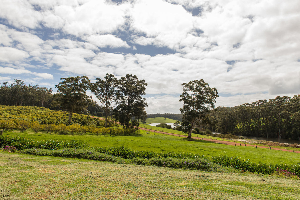 Paddocks, orchard rows and tall gums under a cloudy sky at Lake Janis Farm