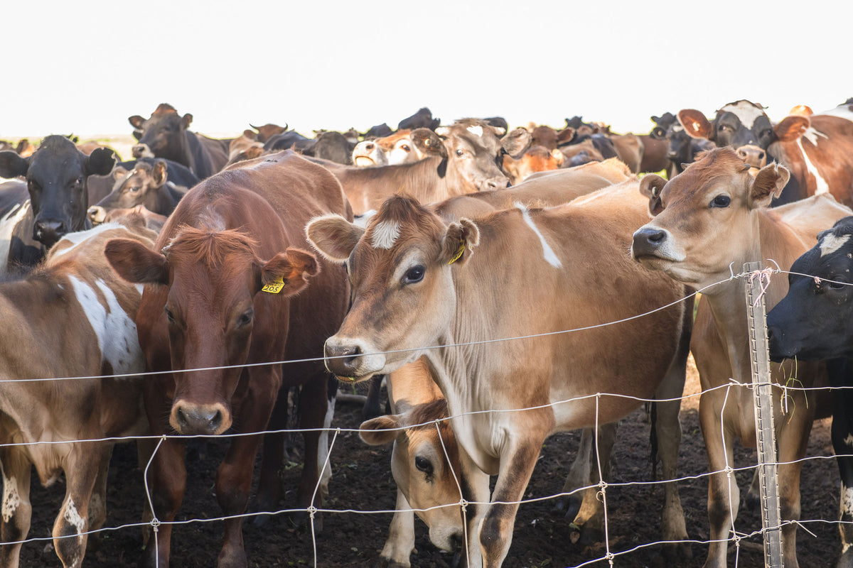 Jersey cattle crowding the fence at Lake Janis Farm