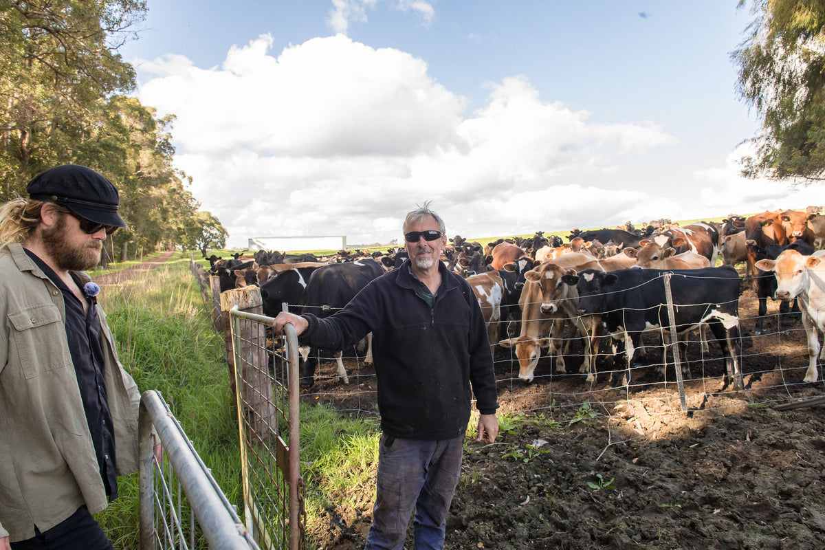 Glen and a farmer at the cattle yard with the Jersey herd behind